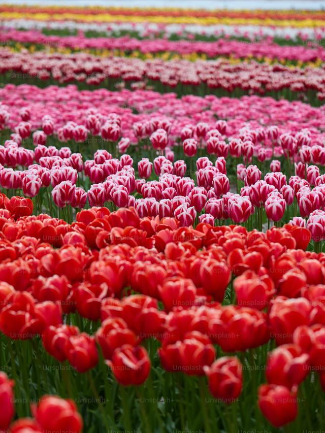 Top Red Perennial Flowers to Create a Vibrant Garden Display