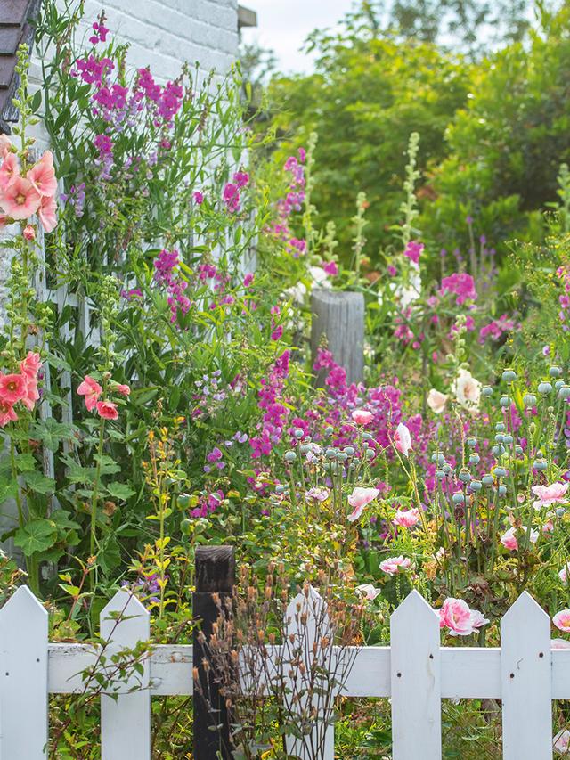 Unlock the Magic of Cottage Gardens with These 10 Stunning Perennial Flowers