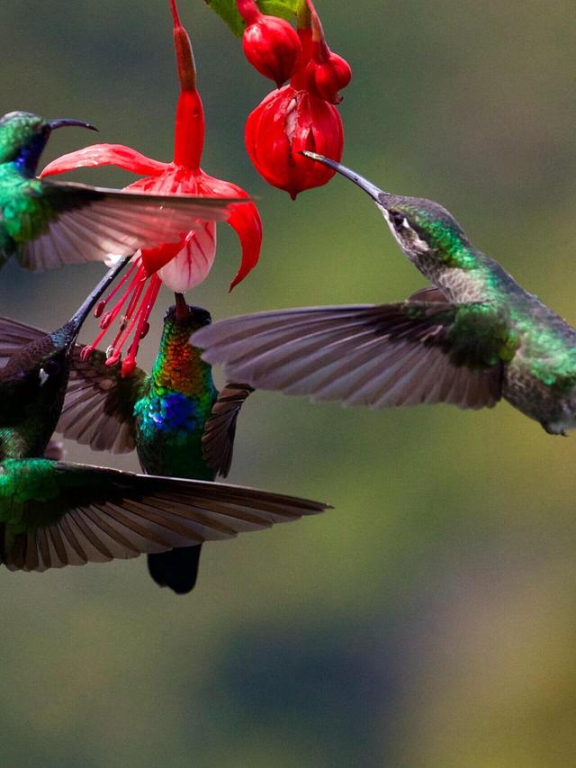 Unveiling the Secret Worlds of the Most Colorful Hummingbirds