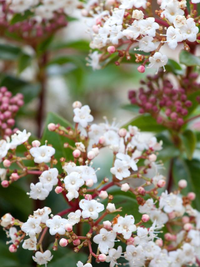 Winter-Interest Perennial Flowers for Underplanting