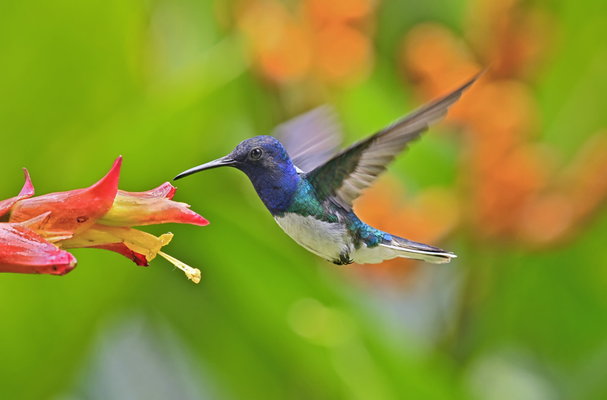 Best Plants to Attract Hummingbirds