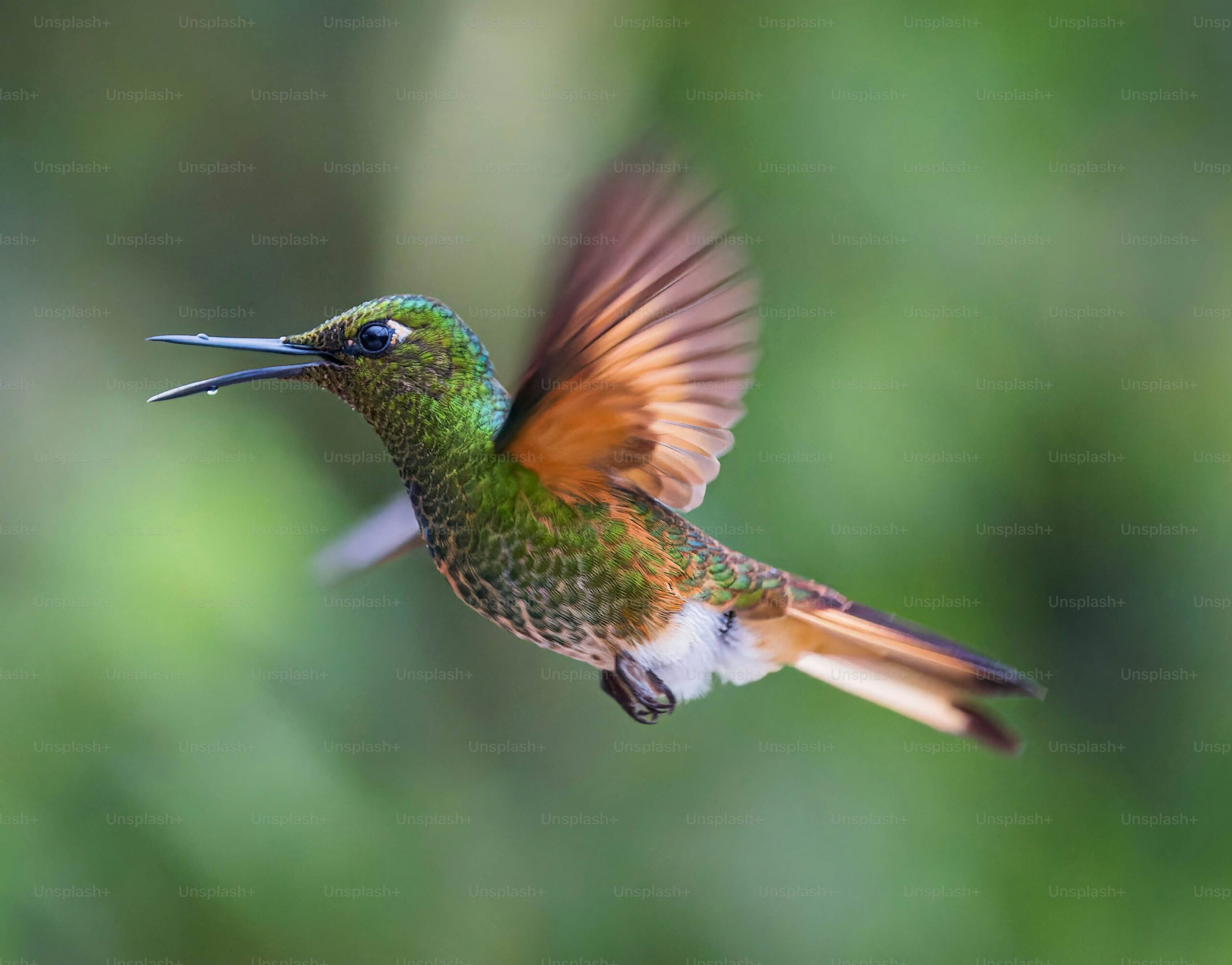 Tips for Photographing Hummingbirds