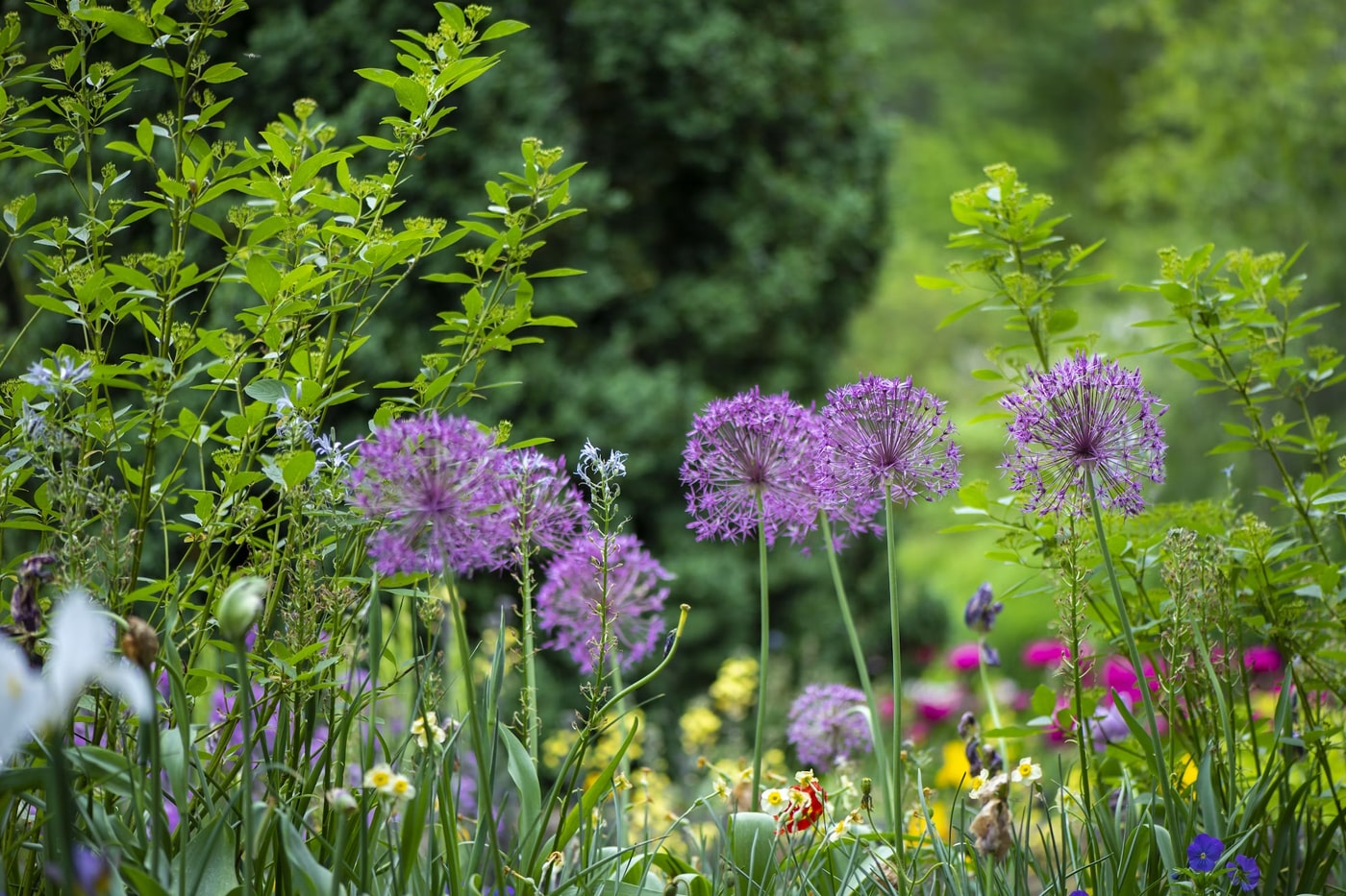 How to Create a Vibrant Atmosphere with Perennial Flowers at Festivals