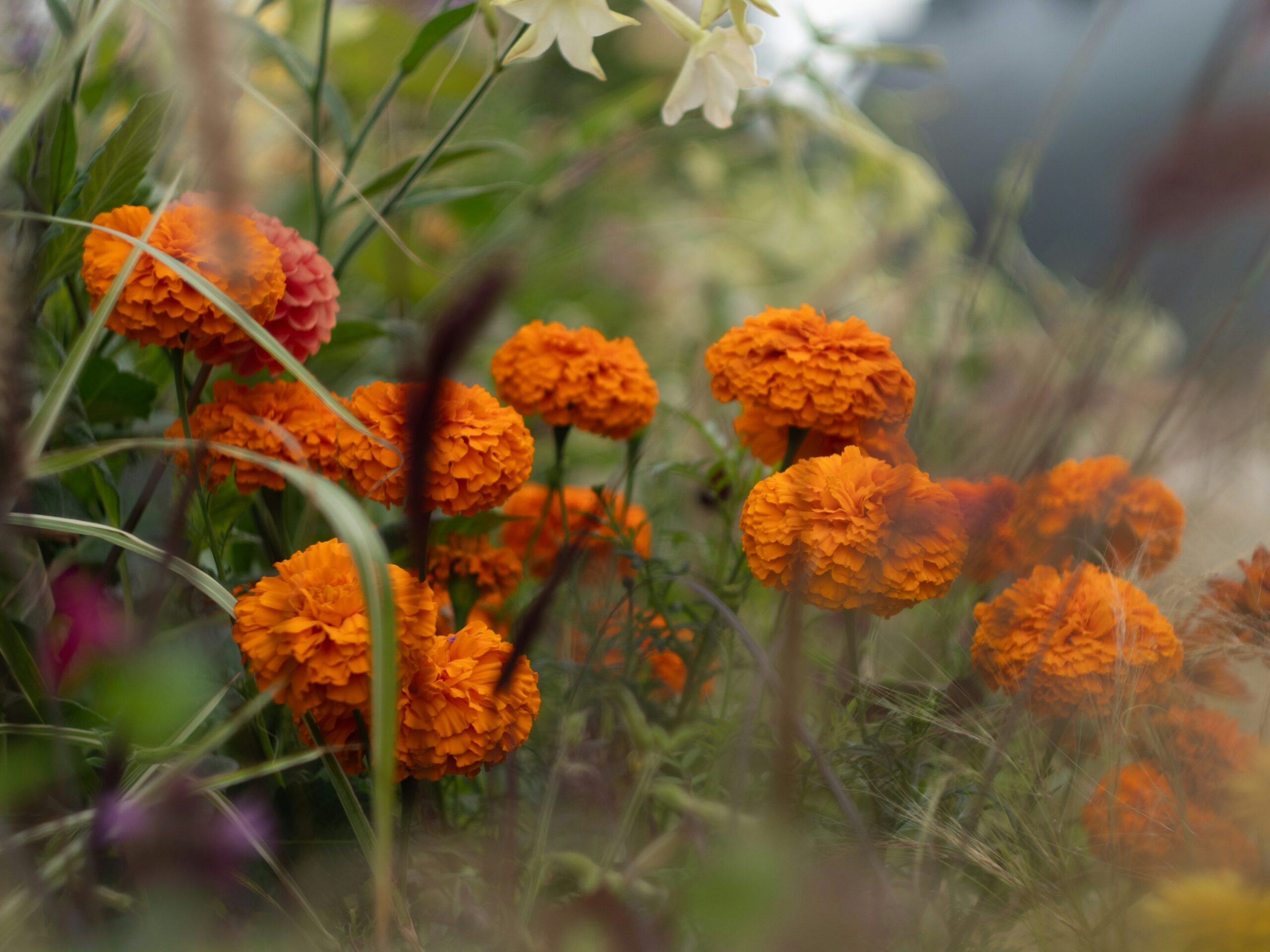 Best Perennial Flowers for Cottage Gardens