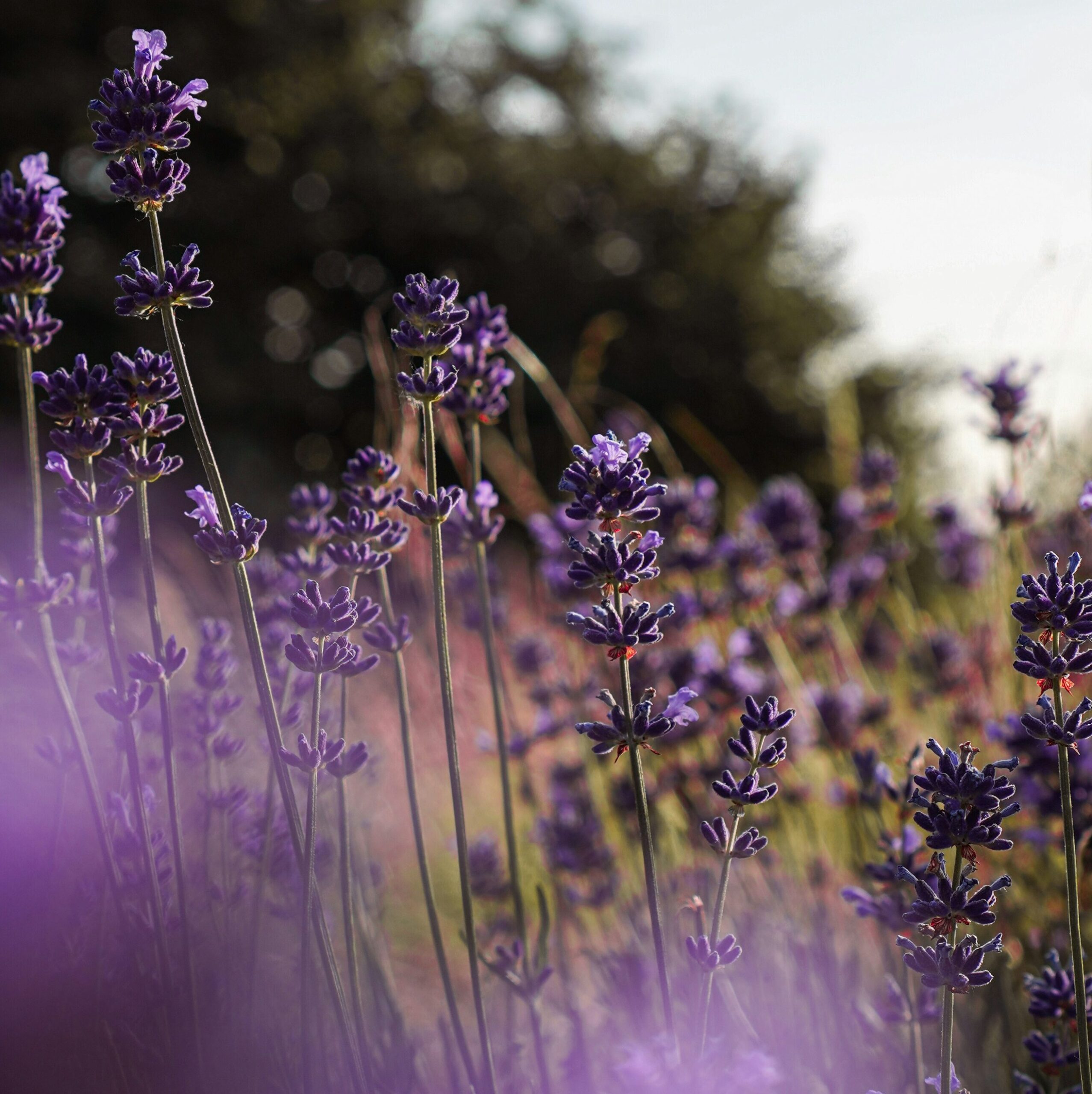 How to Grow and Care for Lavender