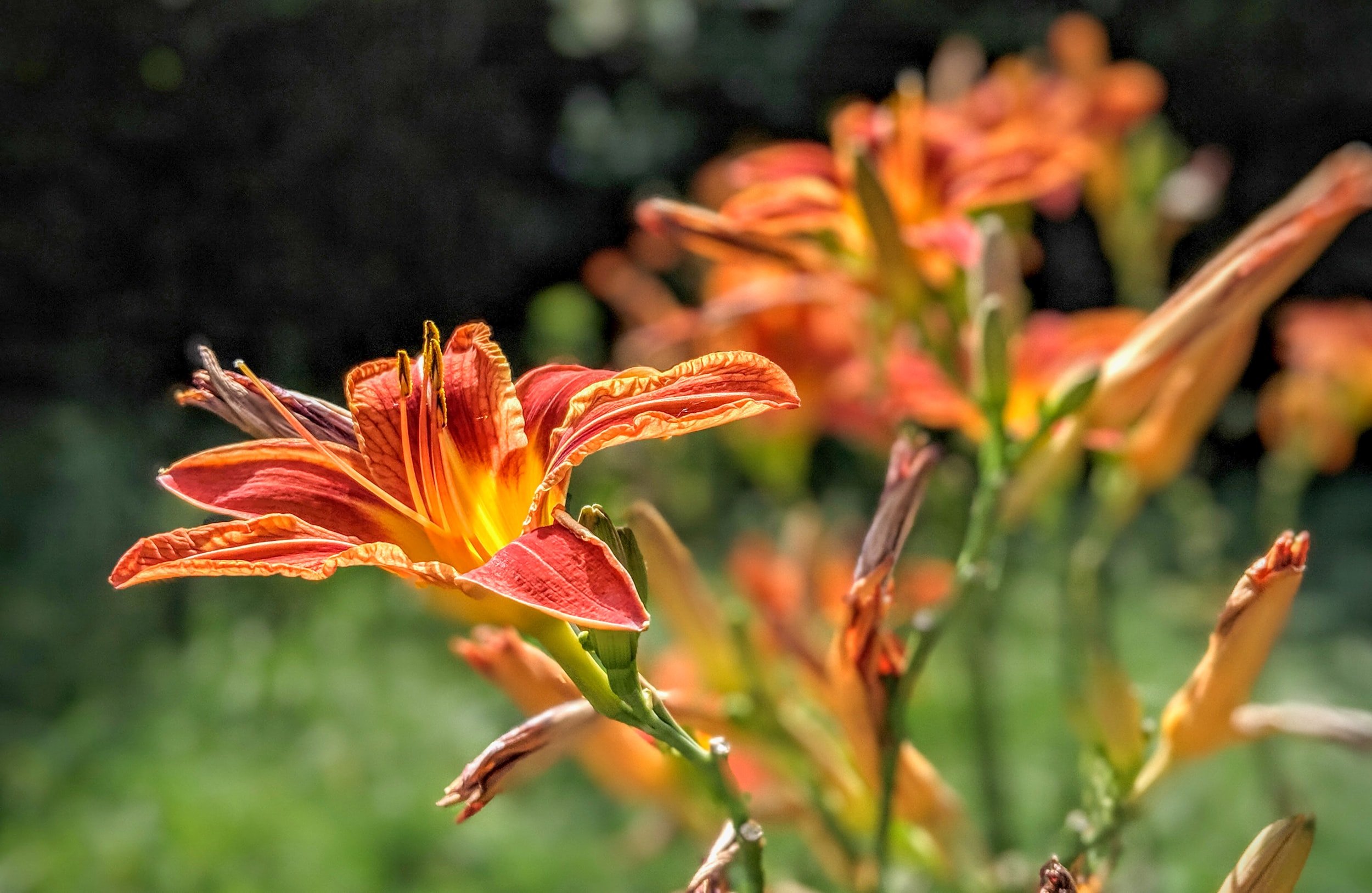 How to Divide and Transplant Perennial Flowers in Summer