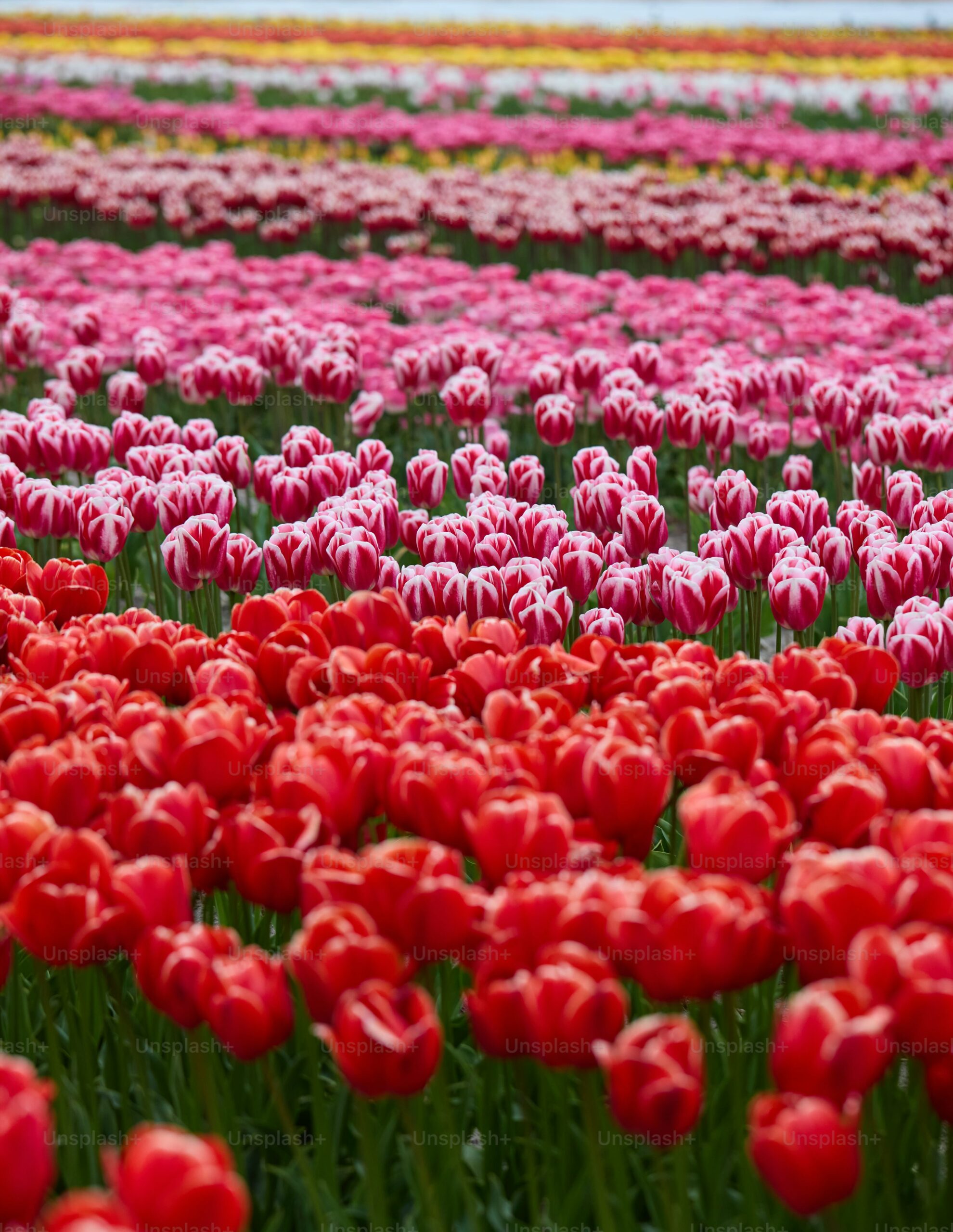 Creating a Red-Themed Perennial Flower Garden